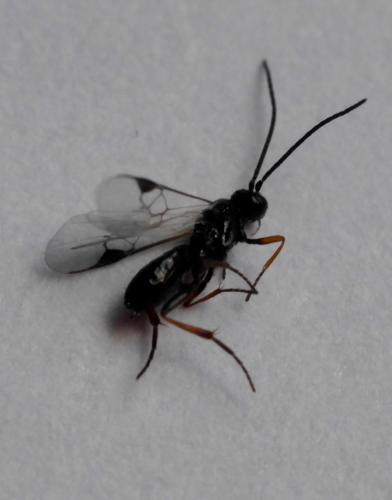 Réf. 183 842 : Cotesia sp.